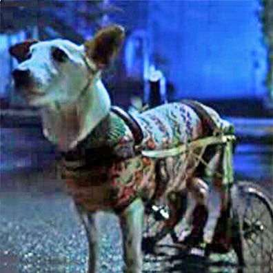 Flealick; famous dog in movie, Babe: Pig in the City