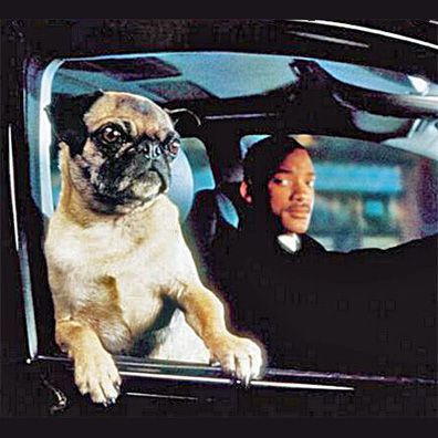Frank the Pug; famous dog in movie, Men in Black