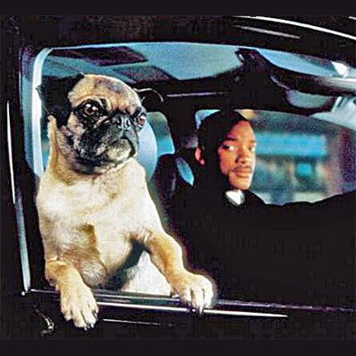 famous dog Frank the Pug