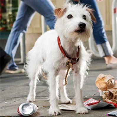 Friday; famous dog in movie, book, Hotel for Dogs