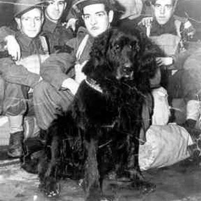 Gander; famous dog in World War II