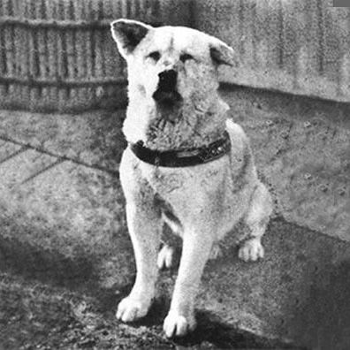 Hachiko; famous dog in movie, book, Hachiko: The True Story of a Loyal Dog