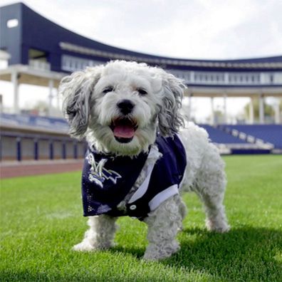 Hank; famous dog in Milwaukee Brewers