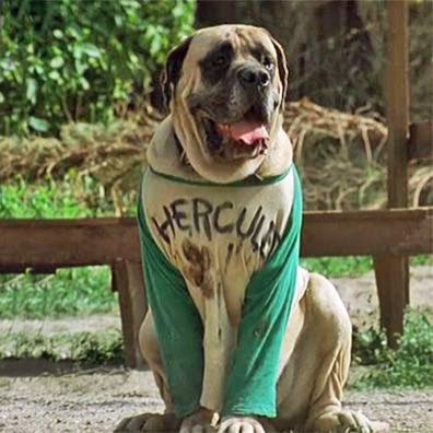 famous dog Hercules