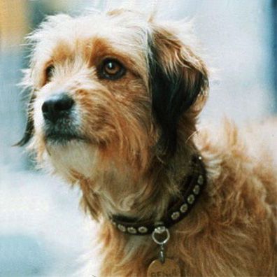 Higgins; famous dog in Benji