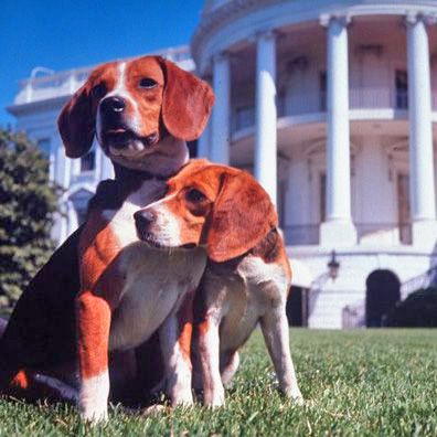 Him and Her; famous dog in President Lyndon Johnson