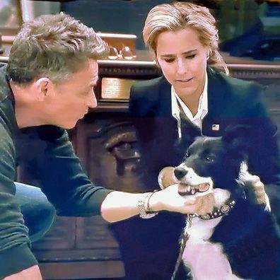 Hope; famous dog in TV, Madam Secretary