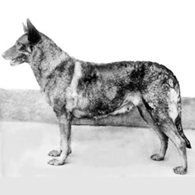 Horand von Grafrath; famous dog in first German Shepherd
