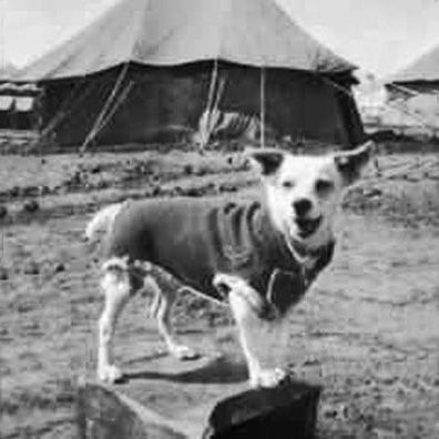 Horrie; famous dog in World War II