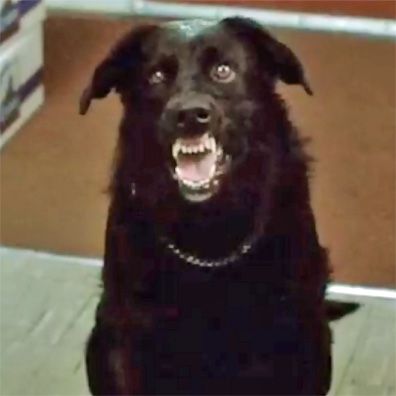 Hosehead; famous dog in movie, Strange Brew