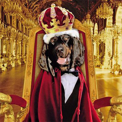 Hubert; famous dog in movie, The Duke