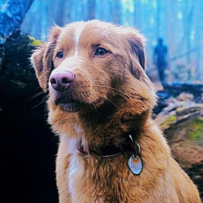 famous dog Indy