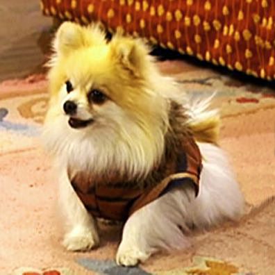 Ivana; famous dog in TV, The Suite Life of Zack & Cody