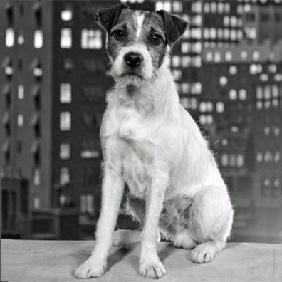 Jack; famous dog in movie, The Artist