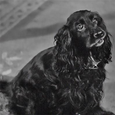 Jasper; famous dog in movie, book, Rebecca