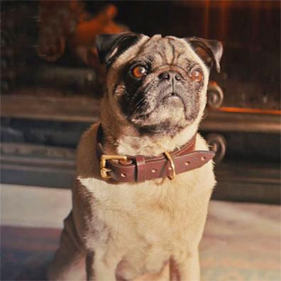 J.B.; famous dog in movie, Kingsman: The Secret Service