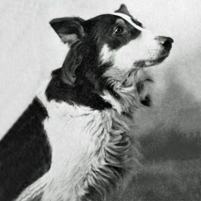 Jean; famous dog in Vitagraph Dog