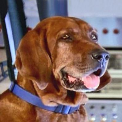 Jeb; famous dog in TV, VR Troopers