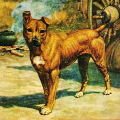 famous dog Jock of the Bushveld