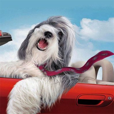 Khyi Yang Po; famous dog in movie, The Shaggy Dog