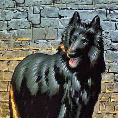 famous dog Kreeg