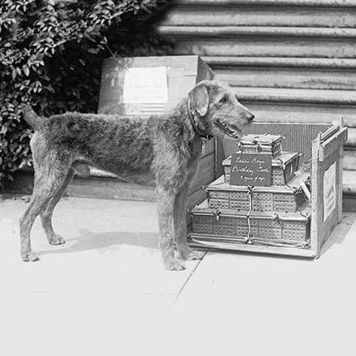Laddie Boy; famous dog in President Warren G. Harding