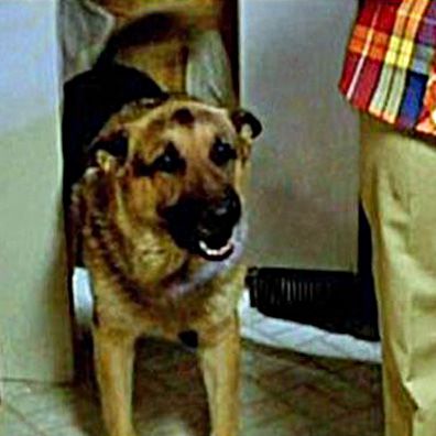 Lester; famous dog in movie, Halloween