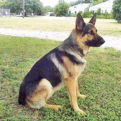 Maggie; famous dog in book, Suspect