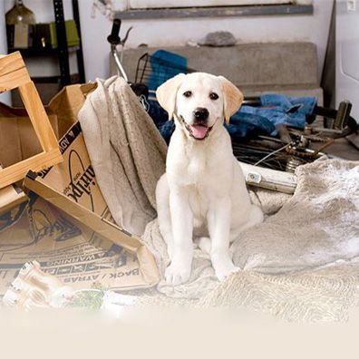 Marley; famous dog in movie, book, Marley and Me