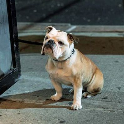 Marvin; famous dog in movie, Paterson