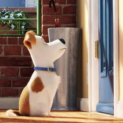 Max; famous dog in movie, The Secret Life of Pets