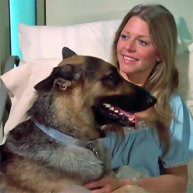 Maximillion; famous dog in TV, The Bionic Woman