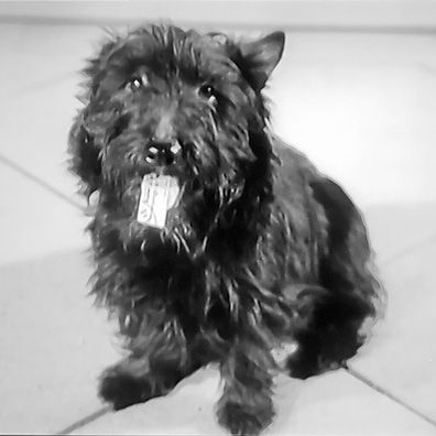 McDuff; famous dog in movie, Too Many Wives