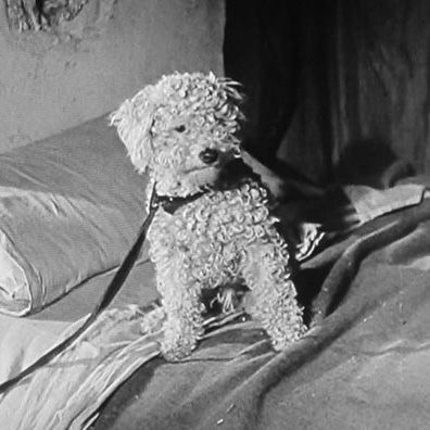 Monty; famous dog in movie, The Hidden Room