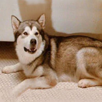 Nanook; famous dog in movie, The Lost Boys
