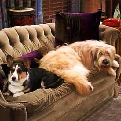 Nunzio and Stinky; famous dog in TV, Dharma and Greg