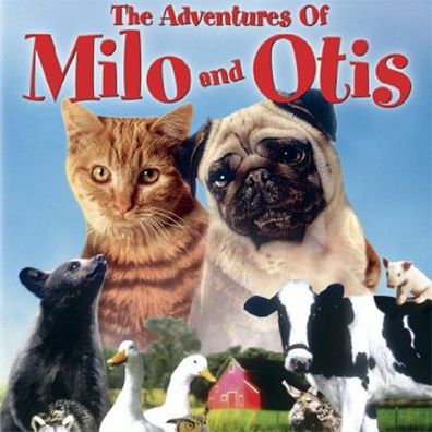 Otis; famous dog in movie, The Adventures of Milo and Otis