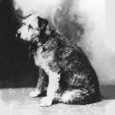 Owney; famous dog in U.S. Postal Office