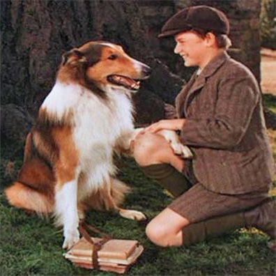 Pal; famous dog in Lassie Come Home