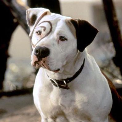 Petey; famous dog in movie, Our Gang