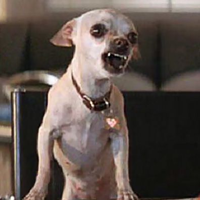 Poppy; famous dog in movie, Mars Attacks!
