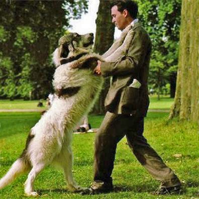 Porthos; famous dog in movie, Finding Neverland