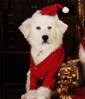 Puppy Paws; famous dog in movie, Santa Buddies