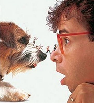 Quark; famous dog in movie, TV, Honey I Shrunk the Kids