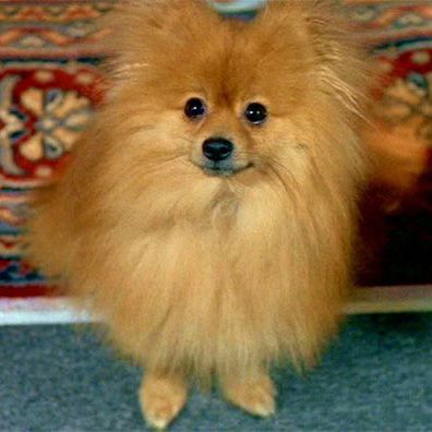 famous dog Queequeg