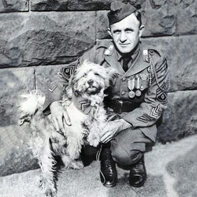 Rags; famous dog in World War I