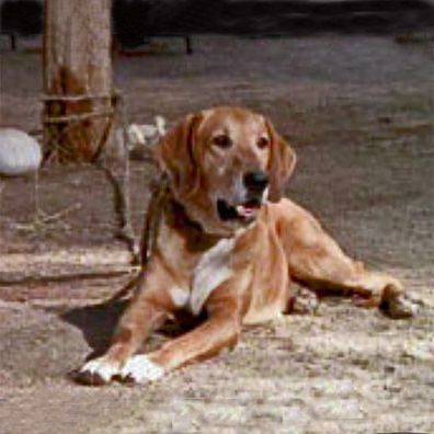 Reckless; famous dog in TV, The Waltons