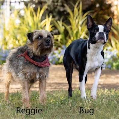 Reggie; famous dog in movie, Strays
