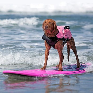 Ricochet; famous dog in book, Surfing Dogs