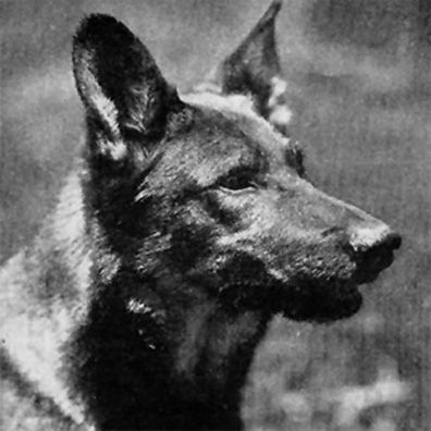 famous dog Rin Tin Tin